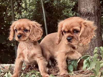 🐶Ruby Cavalier King Charles Puppies 🐶