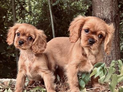 🐶Ruby Cavalier King Charles Puppies 🐶