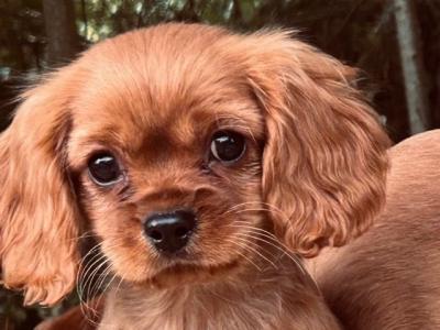 🐶 Ruby Cavalier King Charles puppies 🐶 in Wicklow