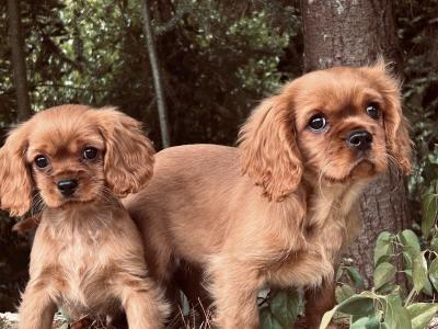 🐶Ruby Cavalier King Charles Puppies 🐶