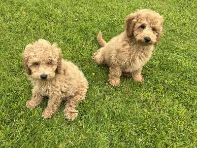 Miniature Poodle Puppies