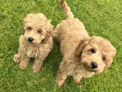 Miniature Poodle Puppies