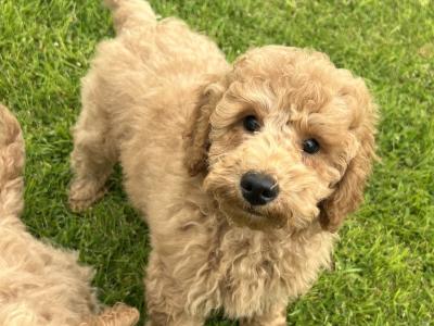 Miniature Poodle Puppies
