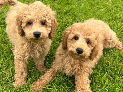 Miniature Poodle puppies in Meath