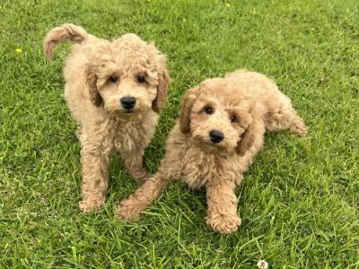 Miniature Poodle Puppies