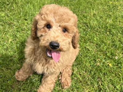 Miniature Poodle Puppies