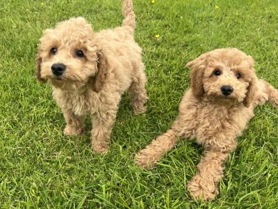 Miniature Poodle Puppies