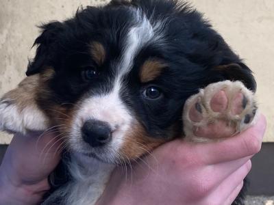 Bernese mountain Dog