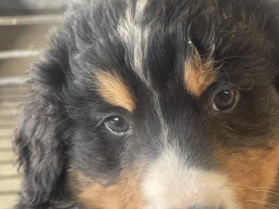 Bernese mountain Dog