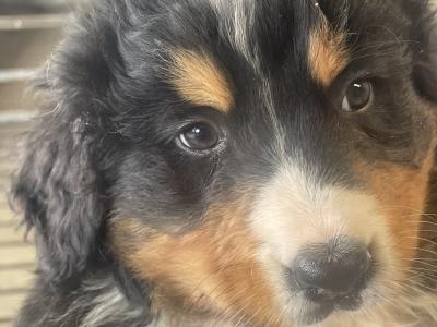 Bernese mountain Dog