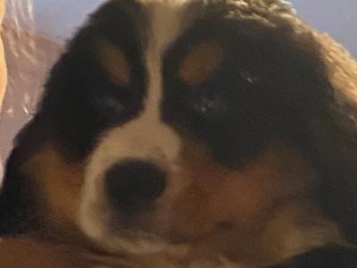 Bernese mountain Dog