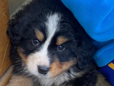 Bernese mountain Dog