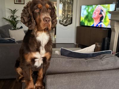 Gorgeous Cocker Spaniel for stud in Westmeath