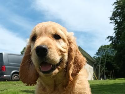 Dakota Sport Retriever