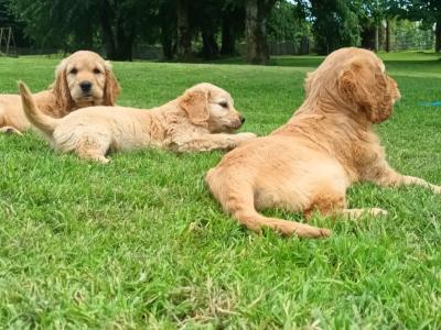 Dakota Sport Retriever