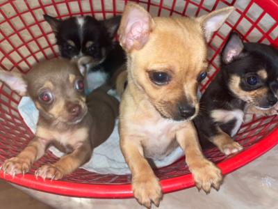 Male Chihuahua puppies in Galway