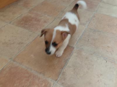 Female Jack Russell puppy