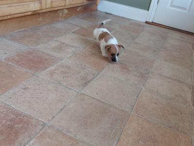 Female Jack Russell puppy