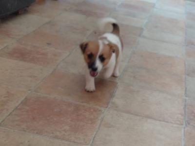 Female Jack Russell puppy