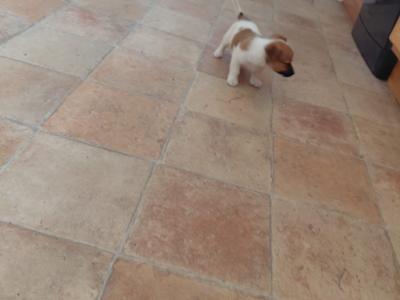 Female Jack Russell puppy
