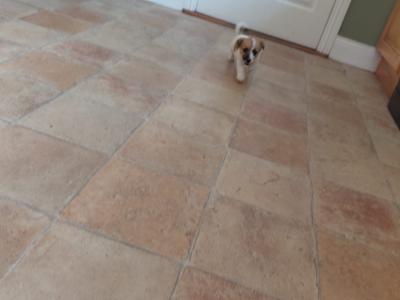 Female Jack Russell puppy