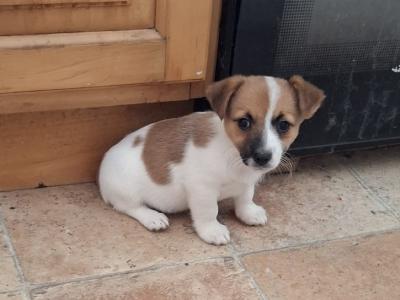 Female Jack Russell puppy