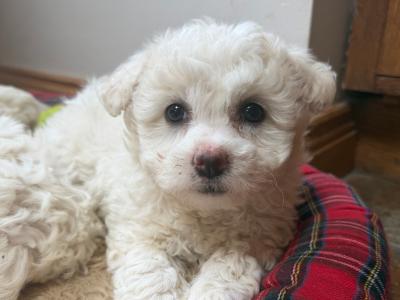 Shih Tzu x Bichon Frise puppies in Sligo