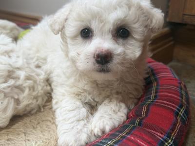Bichon x Shih Tzu puppies