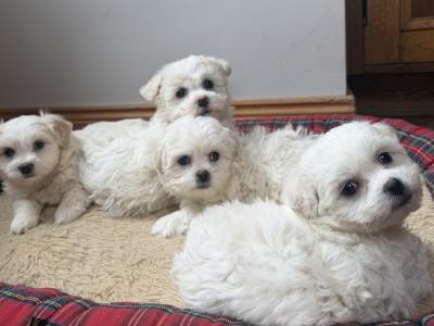 Bichon x Shih Tzu puppies