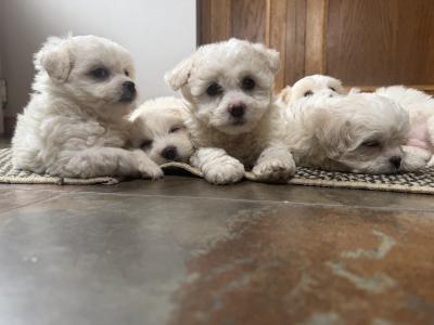 Bichon x Shih Tzu puppies