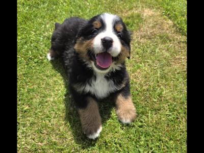 Stunning IKC Registrered Bernese Mountain Dog female puppies in Leitrim