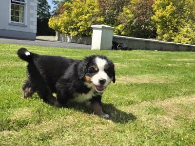 Stunning IKC Registrered Bernese Mountain Dog female puppies in Leitrim