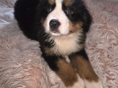 Stunning Bernese Mountain Dog pups