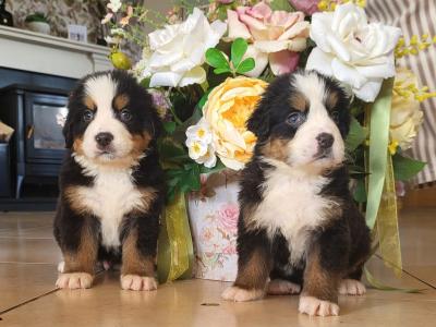 Stunning Bernese Mountain Dog pups