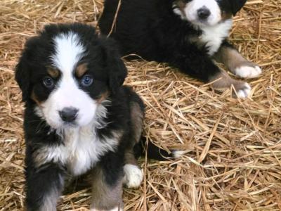 Stunning Bernese Mountain Dog pups