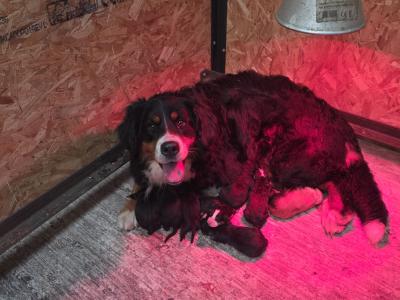 Stunning Bernese Mountain Dog pups