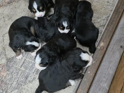 Stunning Bernese Mountain Dog pups