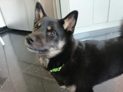 Mochi and Toshi Shiba Inu puppies 5 months old in Wexford
