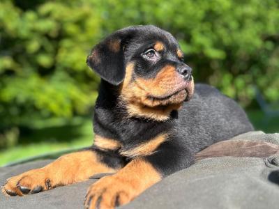 Sli Dubh Rottweiler puppies 👑