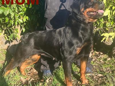Sli Dubh Rottweiler puppies 👑