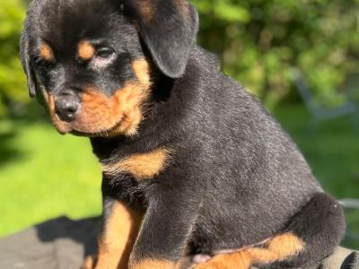 Sli Dubh Rottweiler puppies 👑