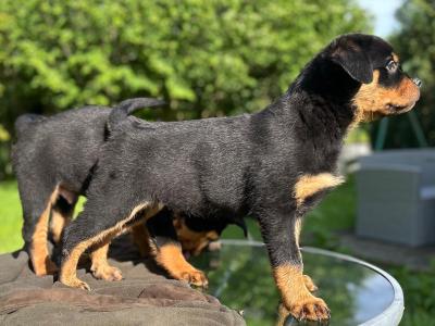 Sli Dubh Rottweiler puppies 👑