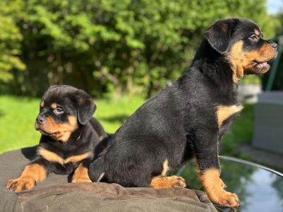 Sli Dubh Rottweiler puppies 👑