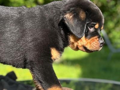 Sli Dubh Rottweiler puppies 👑