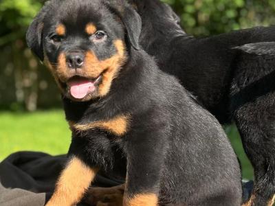 Sli Dubh Rottweiler puppies 👑