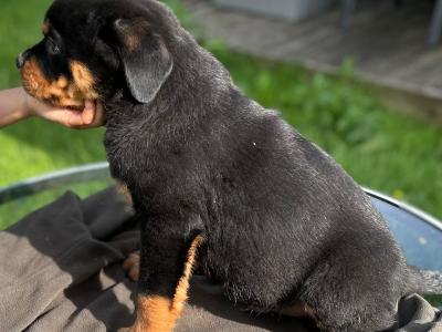 Sli Dubh Rottweiler puppies 👑