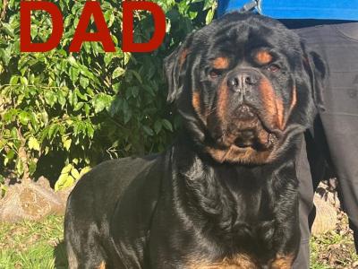 Sli Dubh Rottweiler puppies 👑