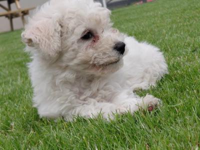 Beautiful female Bichon Frise puppy in Galway