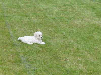 Beautiful female Bichon Frise puppy in Galway