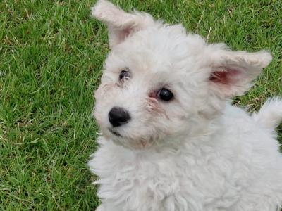 Beautiful Bichon Frise puppies in Galway